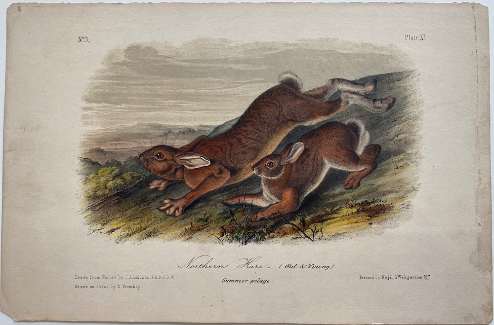 Lord-Hopkins Collection - Northern Hare, Old and young