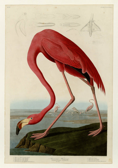 American Flamingo, edition of 500