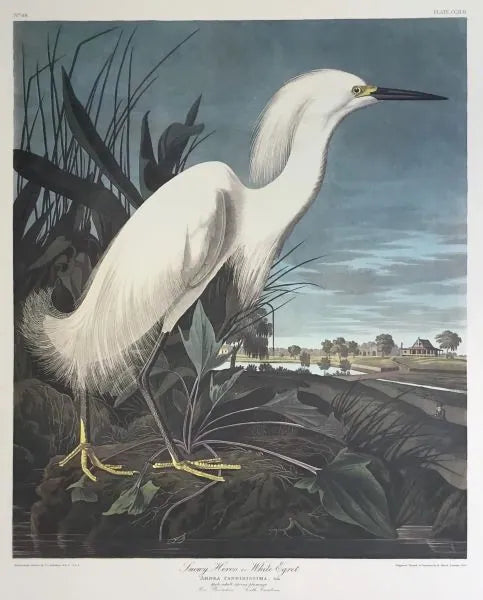 Audubon print of the Snowy Heron