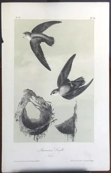 Audubon Octavo American Swift, plate 44, uncolored test sheet. 7 x 11