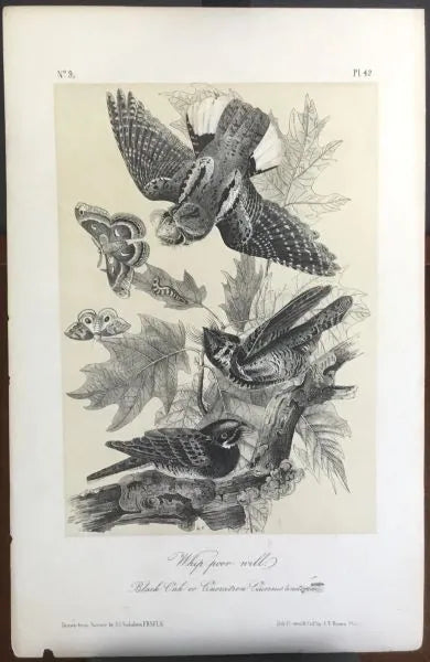 Audubon Octavo Whip-poor Will, plate 42, uncolored test sheet. 7 x 11