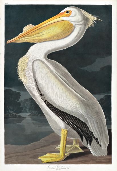The American White Pelican Princeton Audubon Double Elephant Edition of 500. Our edition limit has been reached; however, we have a few printers' final proofs that we number 000/500. These should be purchased for their exceptional beauty and quality, but not for resale value.  Based on a composition painted perhaps in Florida in 1831 or 1832.  Landscape artist, George Lehman, worked on the background.