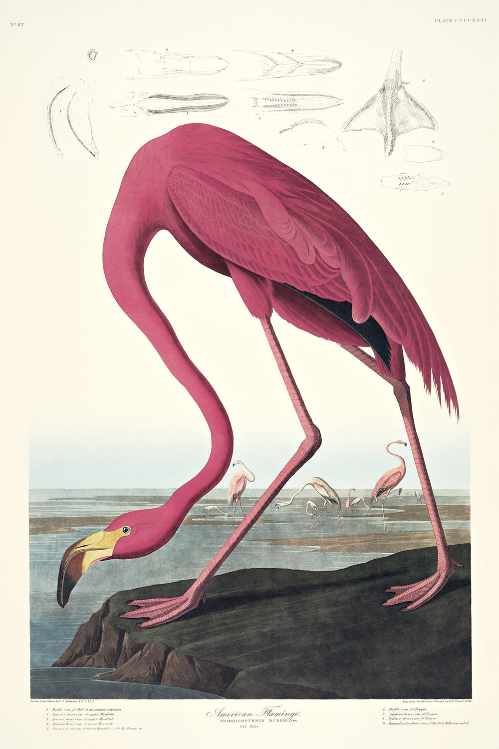 American Flamingo, plate 431, Princeton Fine Art Edition