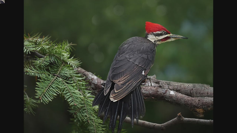 Piliated Woodpecker - Limited Edition Reproduction Giclee Print on sale in 16x20 black mat