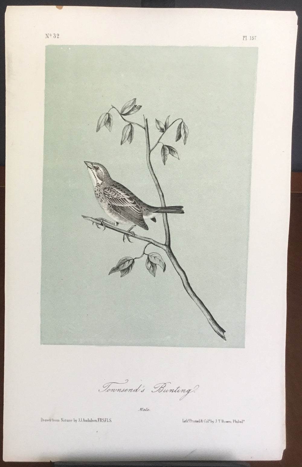Audubon Octavo Townsend’s Bunting, plate 154, uncolored test sheet, 7 x 11
