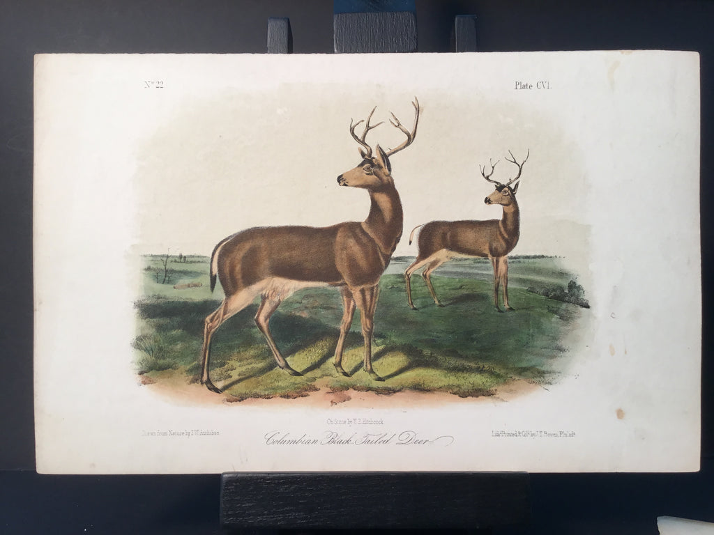 Lord-Hopkins Collection - Columbia Black Tailed Deer