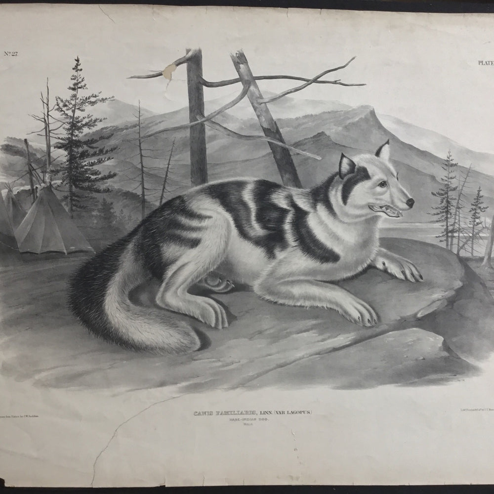 
                  
                    Lord-Hopkins Collection, Audubon Original Imperial plate 132, Hare Indian Dog
                  
                