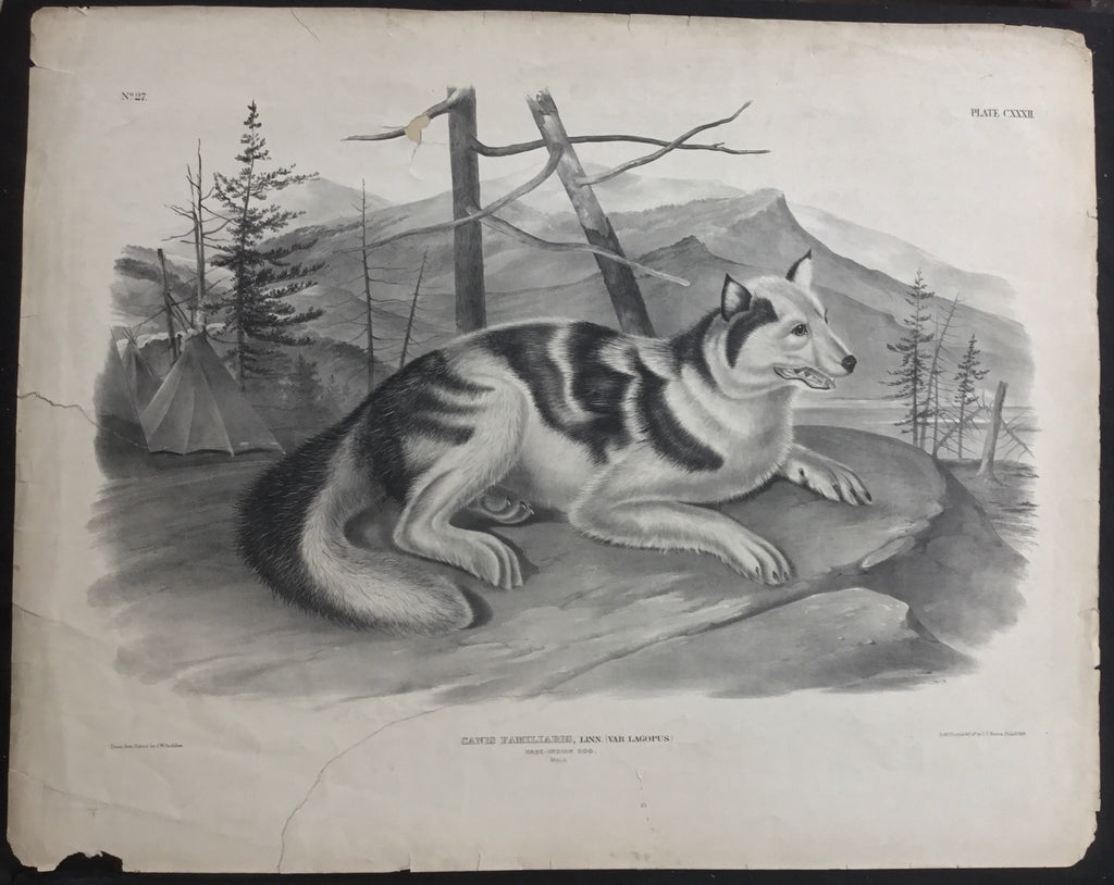 Lord-Hopkins Collection, Audubon Original Imperial plate 132, Hare Indian Dog