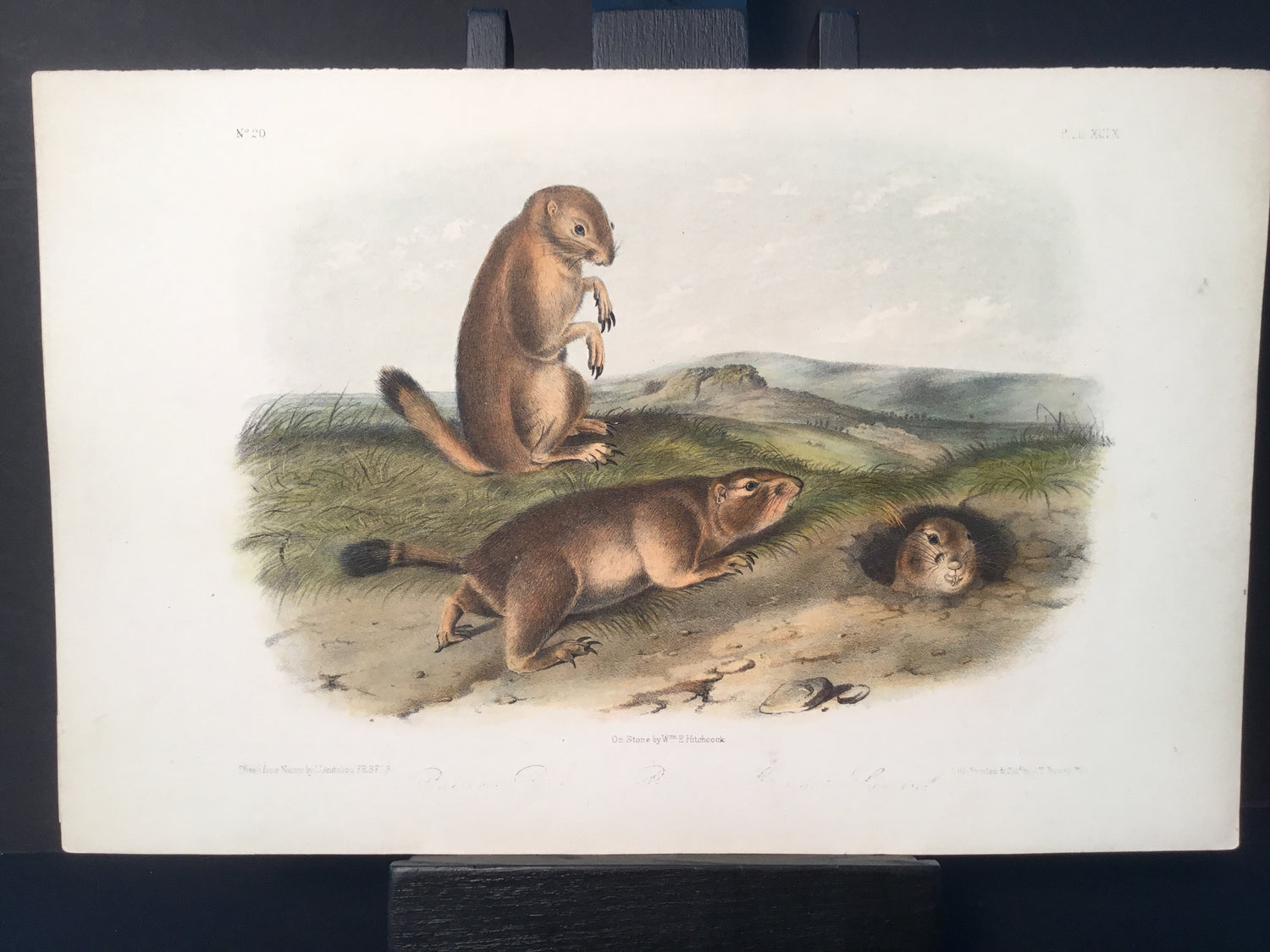 Lord-Hopkins Collection - Prairie Dog, Marmot Squirrel