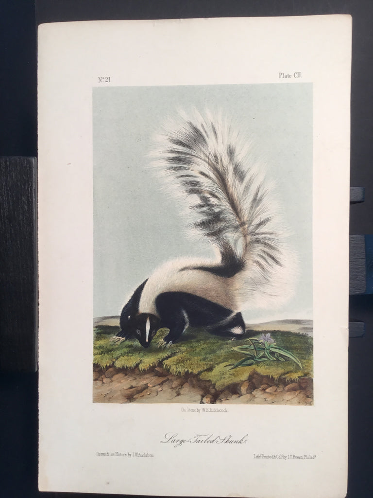 Lord-Hopkins Collection - Large Tailed Skunk