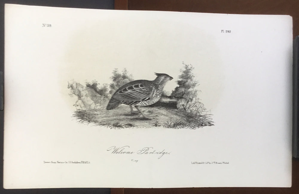 Audubon Octavo Welcome Partridge (2), plate 292, uncolored test sheet, 7 x 11