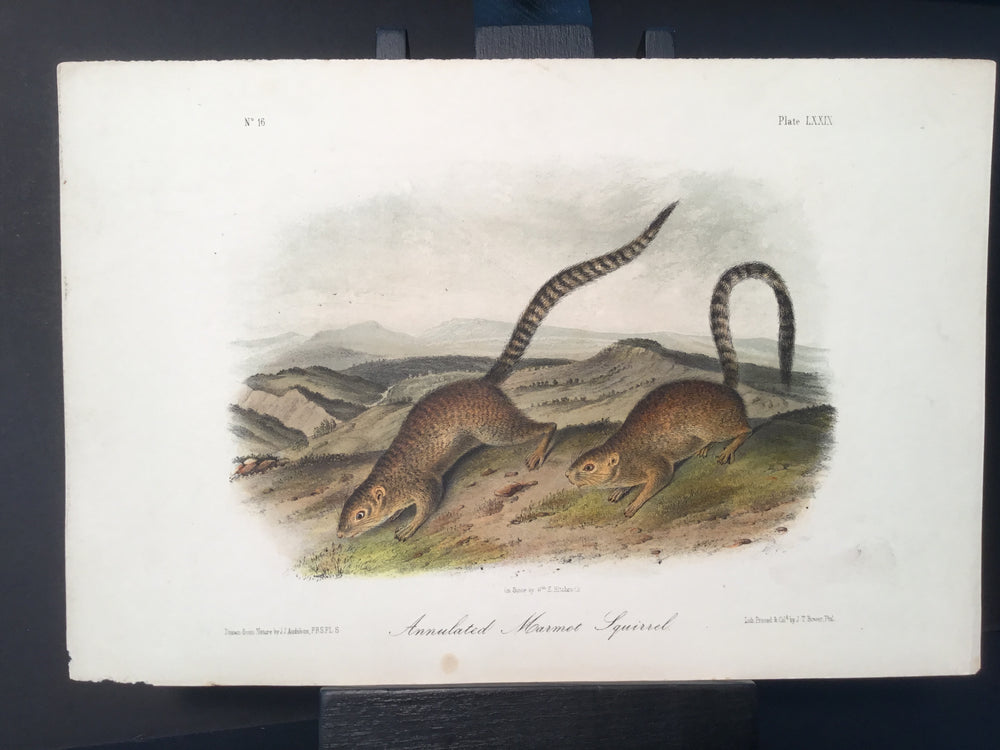 Lord-Hopkins Collection - Annulated Marmot Squirrel