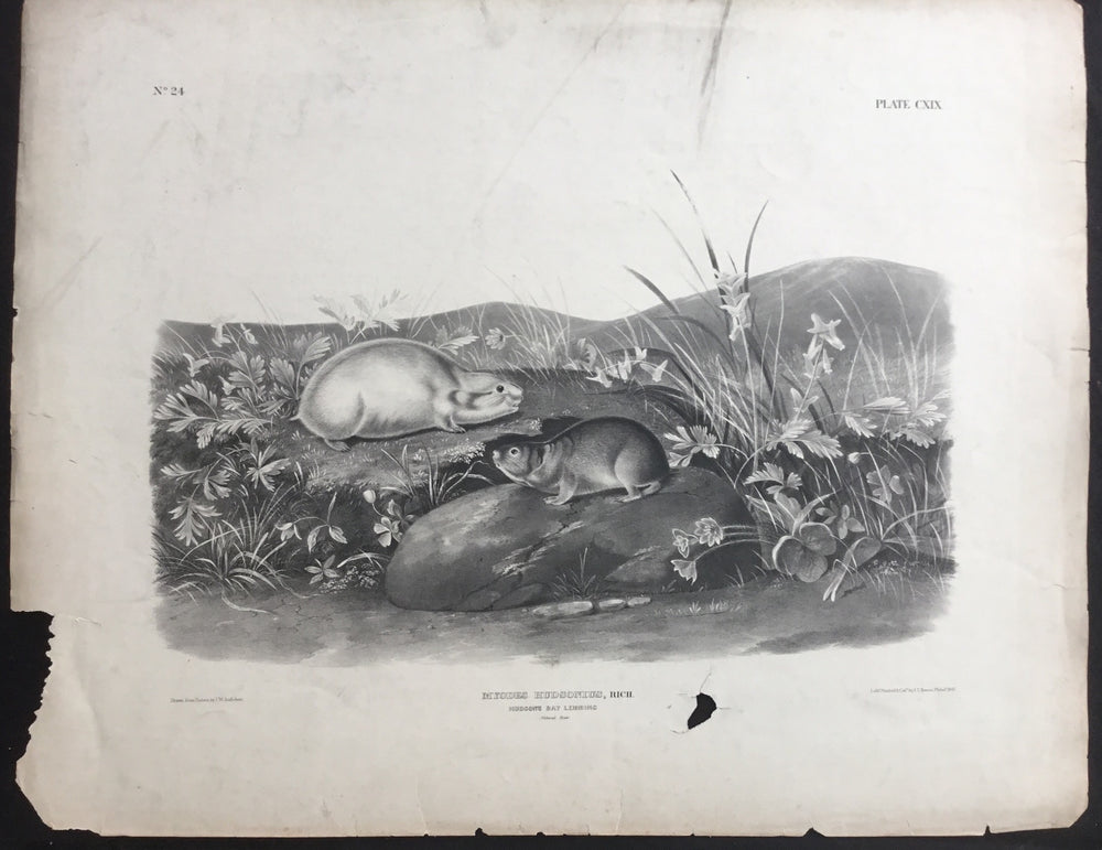 Lord-Hopkins Collection, Audubon Original Imperial plate 119, Hudson Bay Lemming