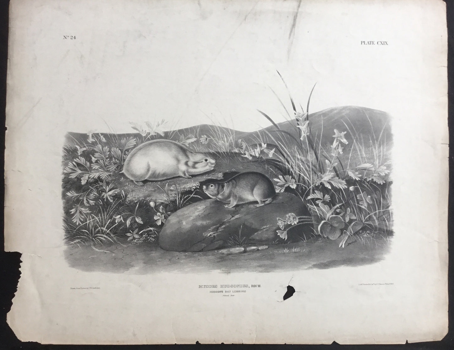 
                  
                    Lord-Hopkins Collection, Audubon Original Imperial plate 119, Hudson Bay Lemming
                  
                