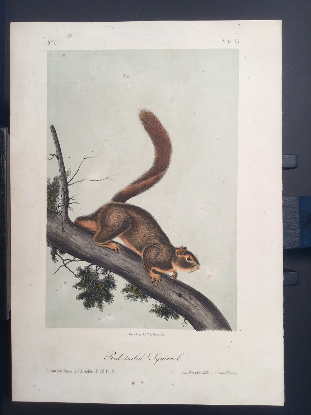 Lord-Hopkins Collection - Red-tailed Squirrel