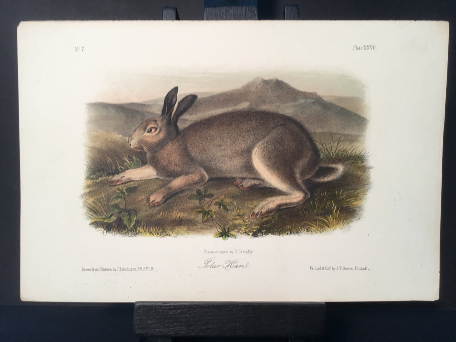 Lord-Hopkins Collection - Polar Hare