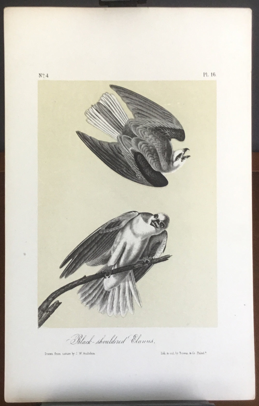 Audubon Octavo Black-shouldered Elanus, plate 16, uncolored test sheet. 7 x 11