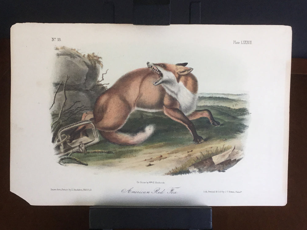 lord-Hopkins Collection Octavo Quadruped - American Red Fox