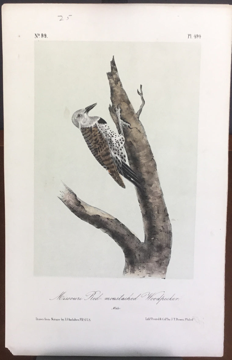 Audubon Octavo Missouri Red-mustached Woodpecker plate 494, uncolored test sheet. 7 x 11