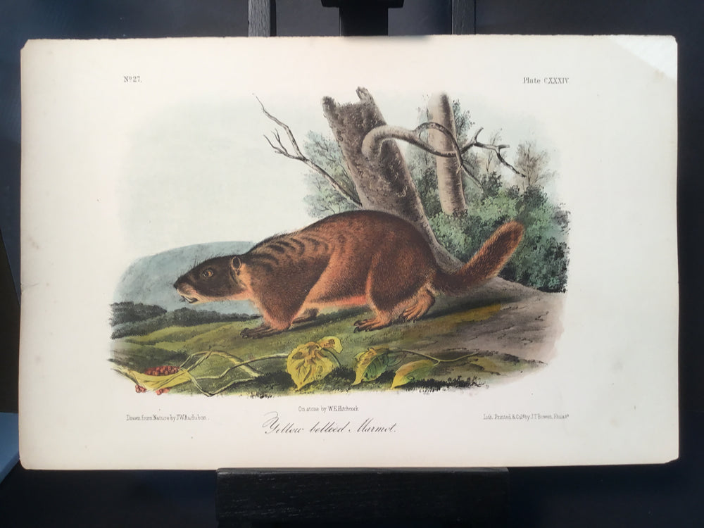 Lord-Hopkins Collection - Yellow Bellied Marmot