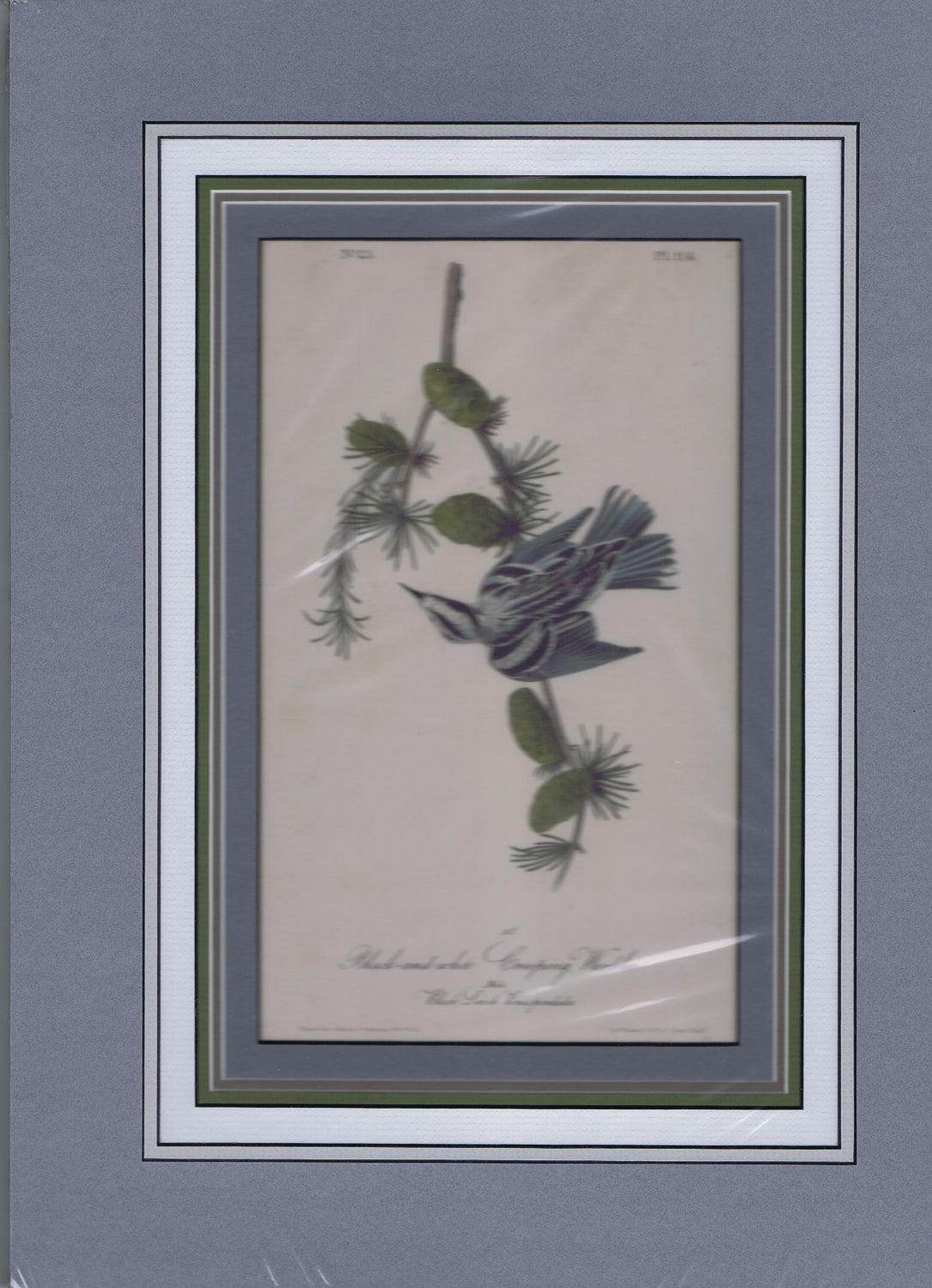 Audubon Original Octavo Matted, Black and White Creeping Warbler, plate 114