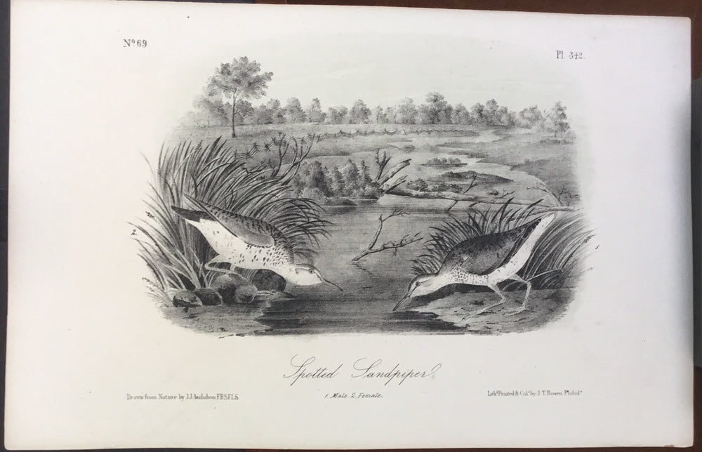 Audubon Octavo Spotted Sandpiper, plate 342, uncolored test sheet, 7 x 11