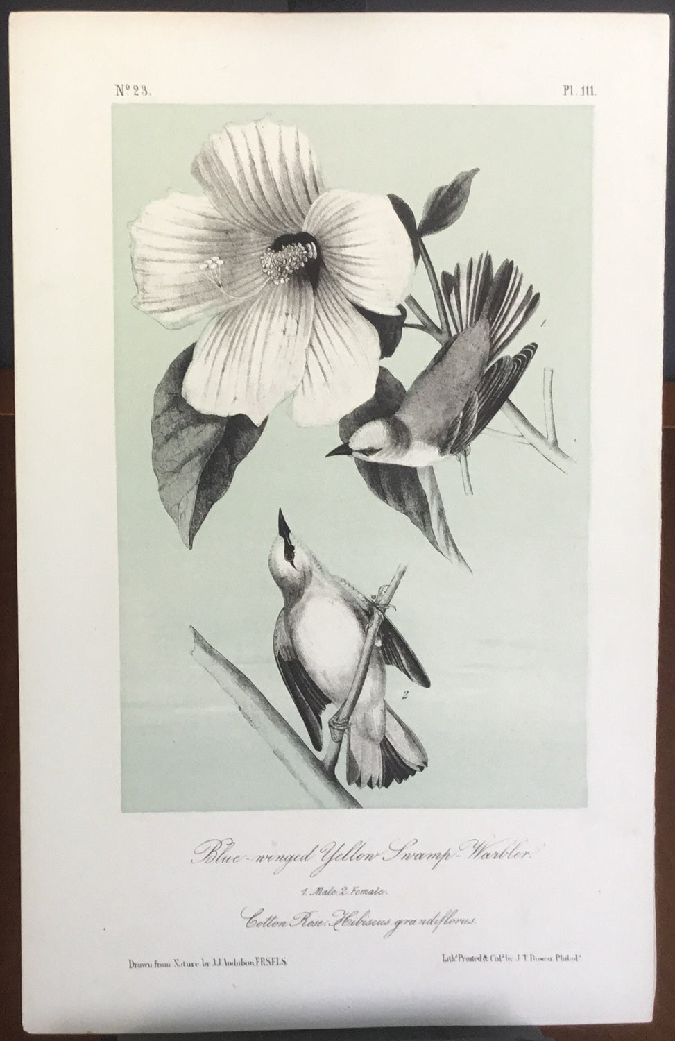 Audubon Octavo Blue-winged Yellow Swamp Warbler, plate 111, uncolored test sheet, 7 x 11
