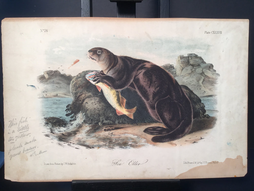 Lord-Hopkins Collection - Sea Otter, VGA signature