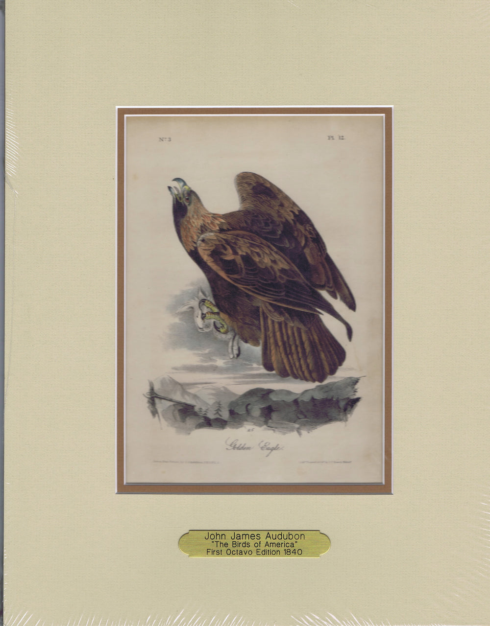 Audubon Original Octavo Matted, Golden Eagle, plate 12