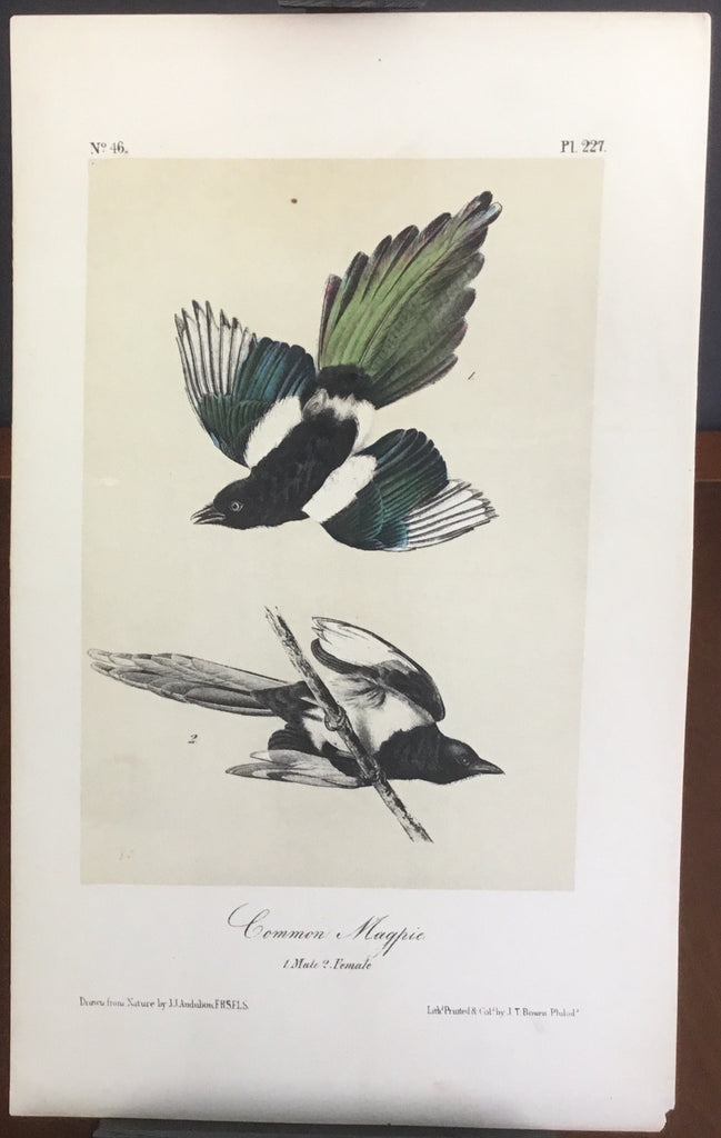 Audubon Octavo Common Magpie, plate 227, uncolored test sheet, 7 x 11