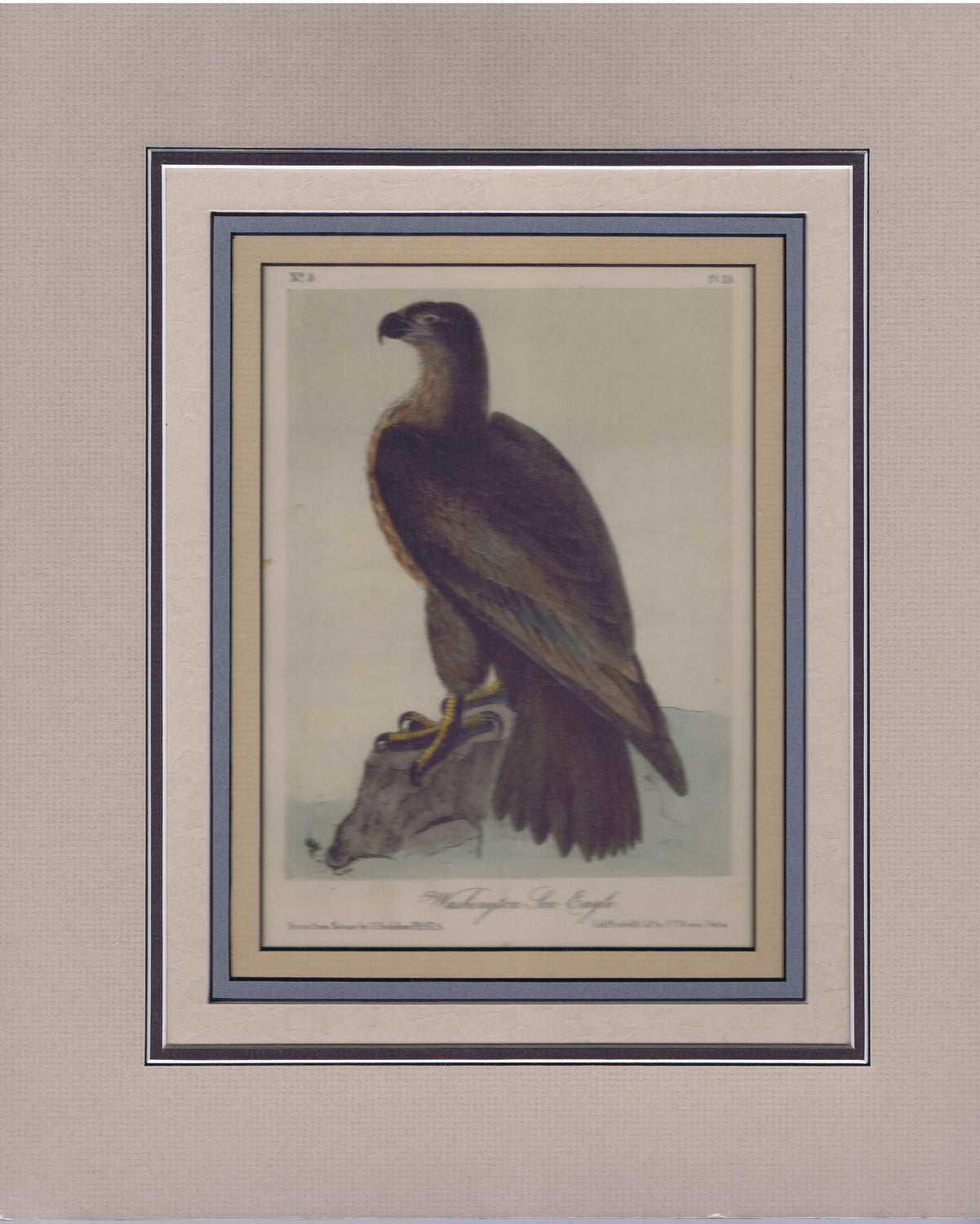 Audubon Original Octavo Matted, Washington Sea Eagle, plate 13