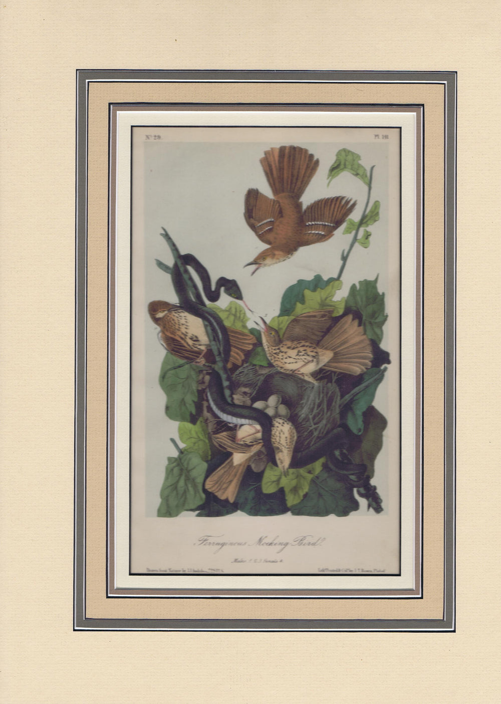 Audubon Original Octavo Matted, Ferrugmous Mockingbird, plate 141