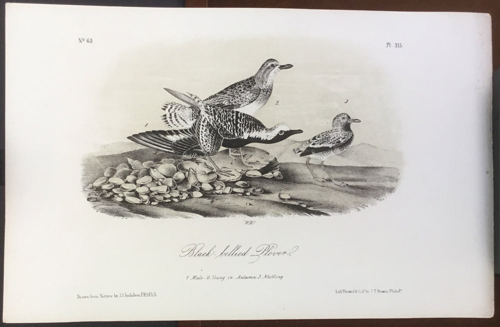 Audubon Octavo Black-bellied Plover, plate 315, uncolored test sheet, 7 x 11