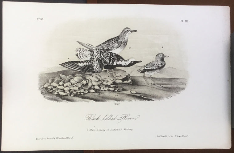 Audubon Octavo Black-bellied Plover, plate 315, uncolored test sheet, 7 x 11