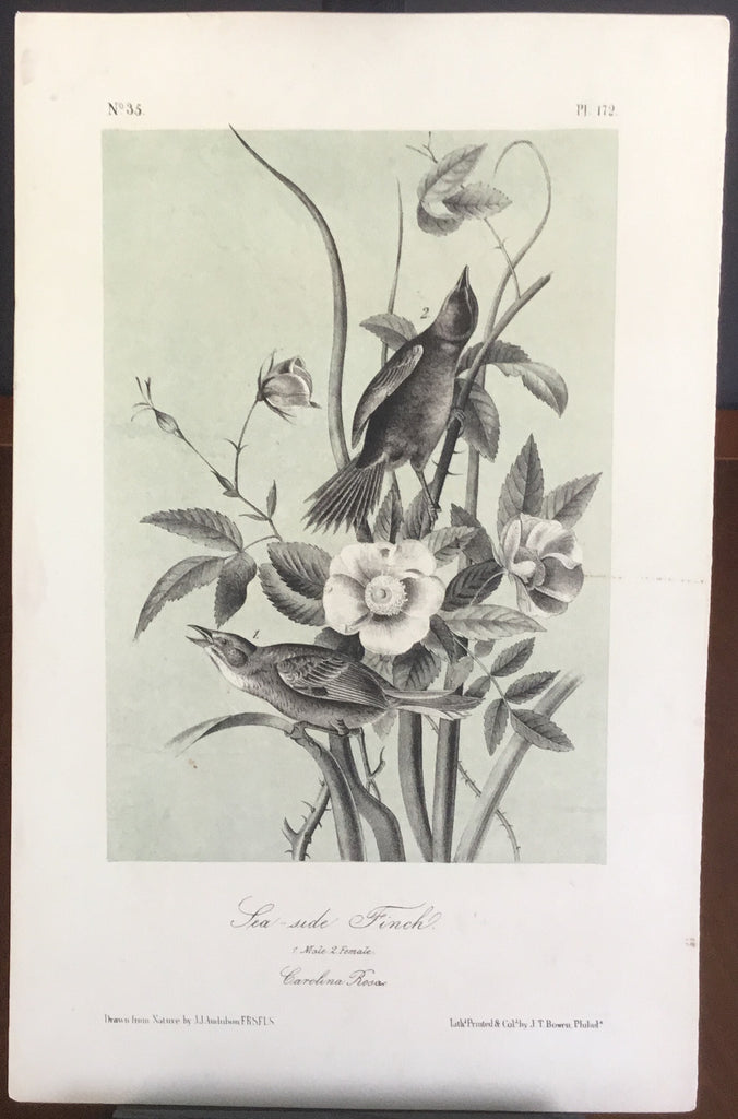 Audubon Octavo Sea-side Finch, plate 172, uncolored test sheet, 7 x 11