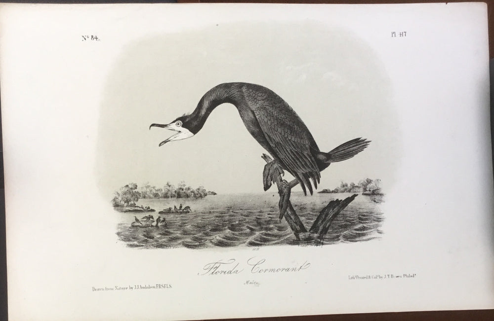 Audubon Octavo Florida Cormorant, plate 417, uncolored test sheet, 7 x 11