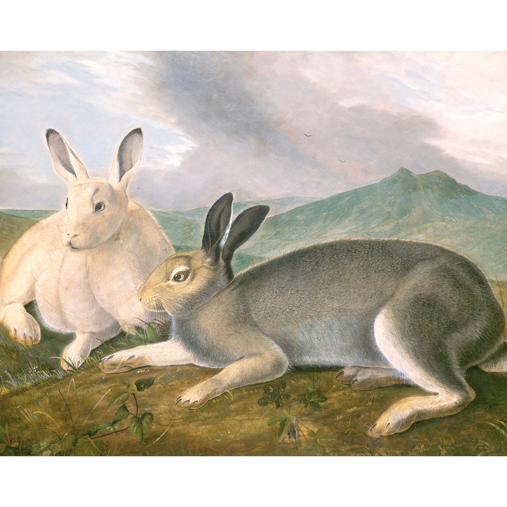 
                  
                    Artic Hare. This is a beautiful reproduction of one of Audubon's oil paintings. 20 x 28 inches, Archival paper and inks. Edition of only 500.
                  
                
