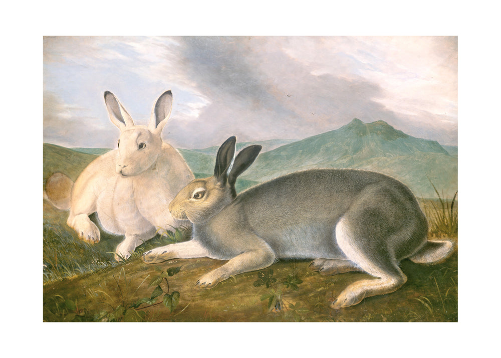 Artic Hare. This is a beautiful reproduction of one of Audubon's oil paintings. 20 x 28 inches, Archival paper and inks. Edition of only 500.