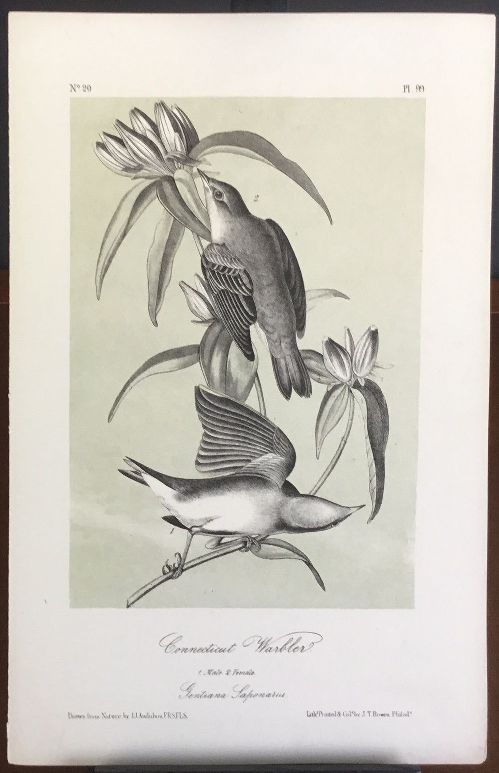 Audubon Octavo Connecticut Warbler, plate 99, uncolored test sheet, darker tint, 7 x 11