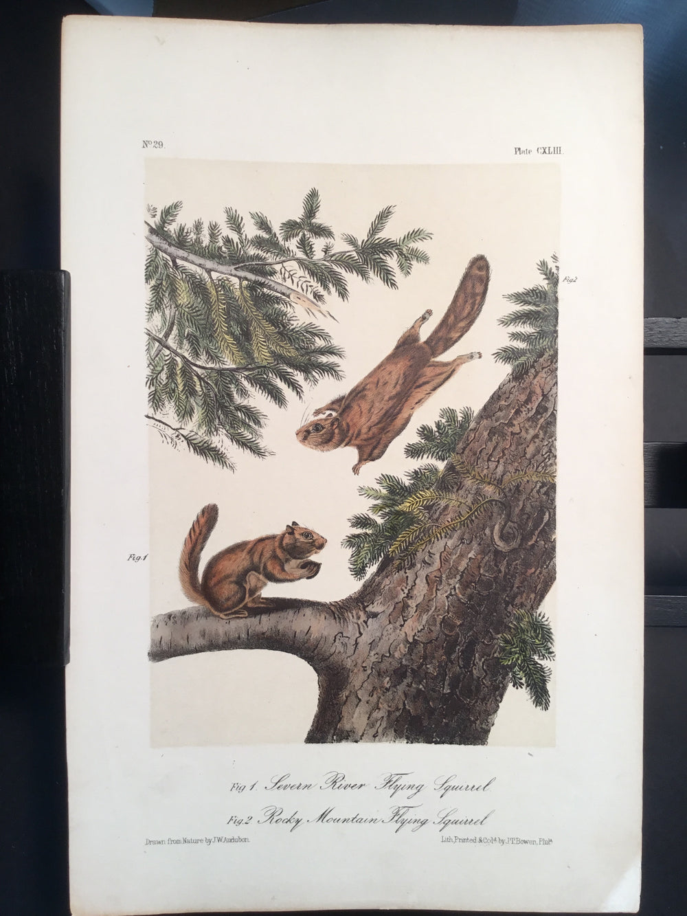 Lord-Hopkins Collection - Flying Squirrel