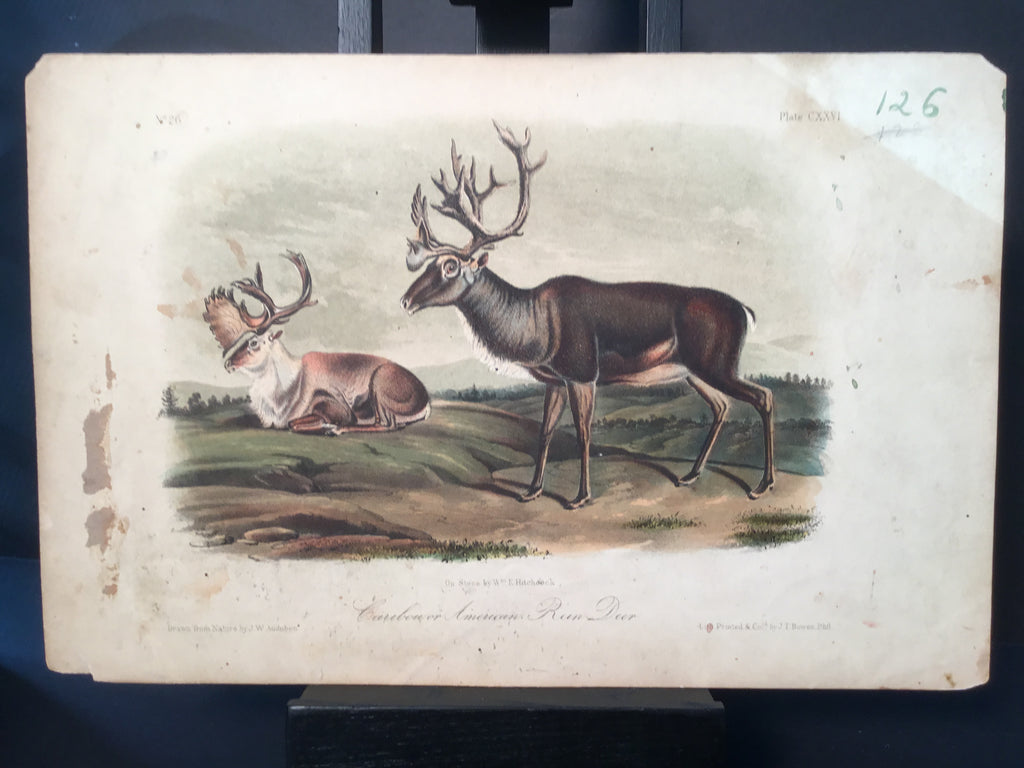 Lord-Hopkins Collection - Caribou or American Rein Deer