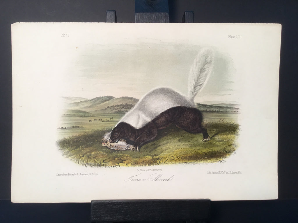 Lord-Hopkins Collection - Texan Skunk