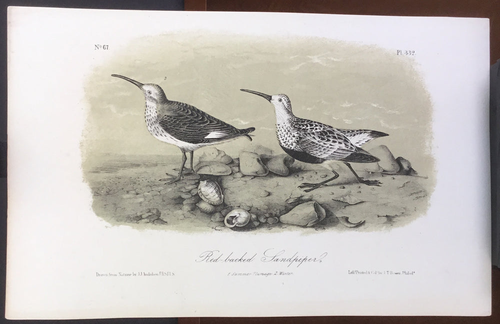 Audubon Octavo Red-backed Sandpiper, plate 332, uncolored test sheet, 7 x 11