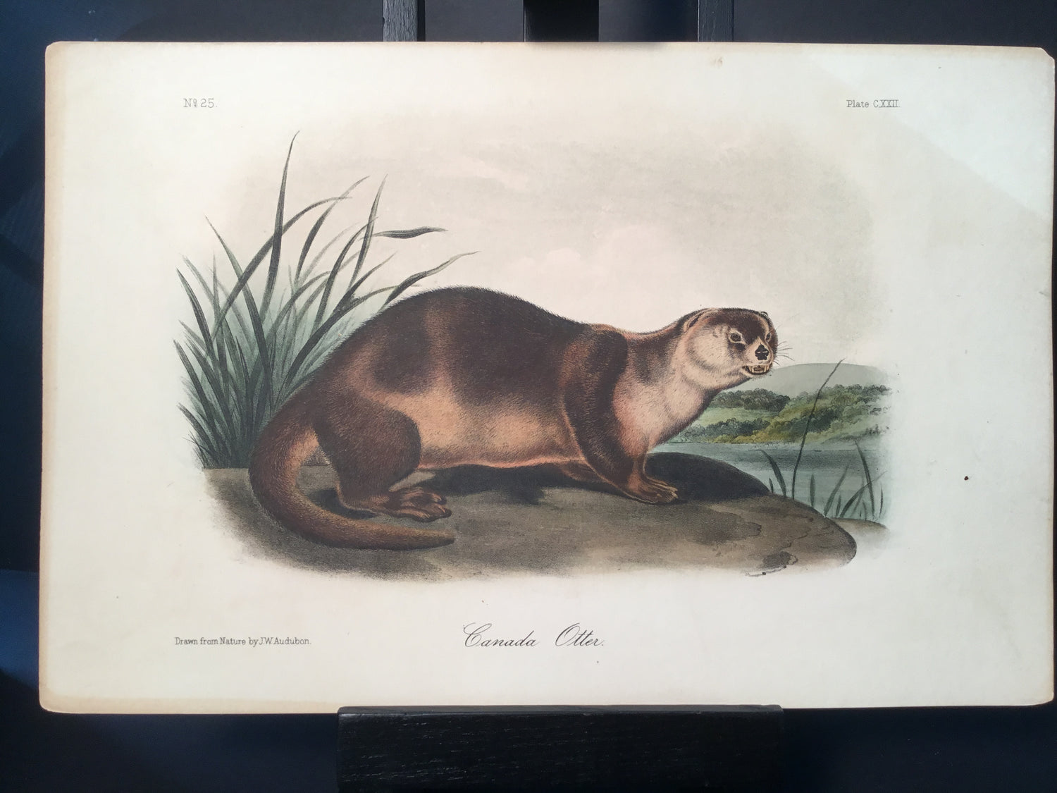 Lord-Hopkins Collection - Canada Otter