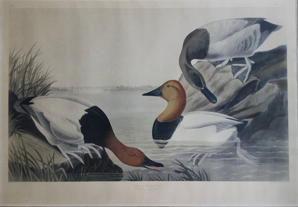 Canvas-backed Duck, 37 1/2 x 26 inches, unknown edition with the city of Baltimore in the background.