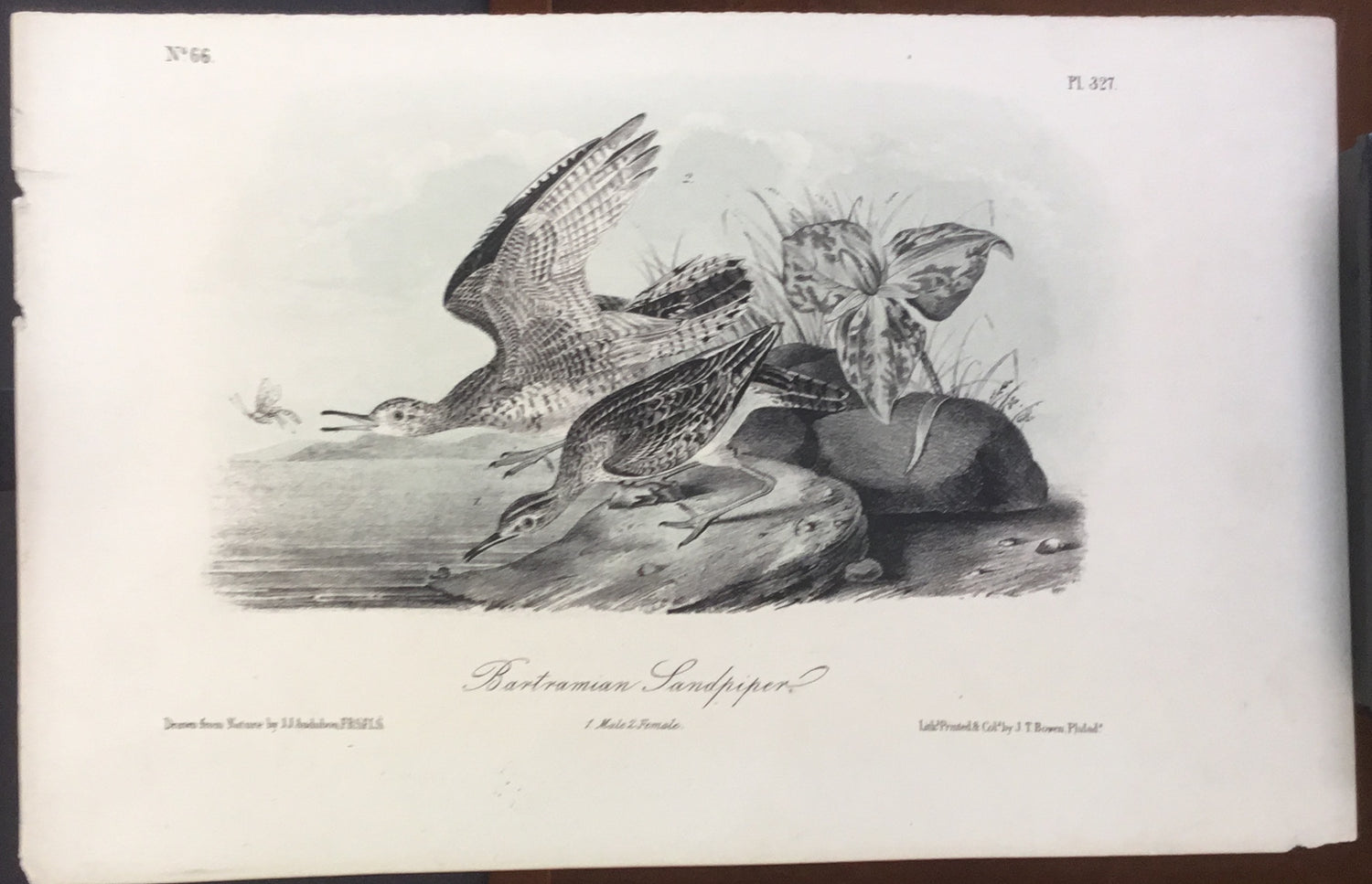 Audubon Octavo Bartramian’s Sandpiper, plate 327, uncolored test sheet, 7 x 11