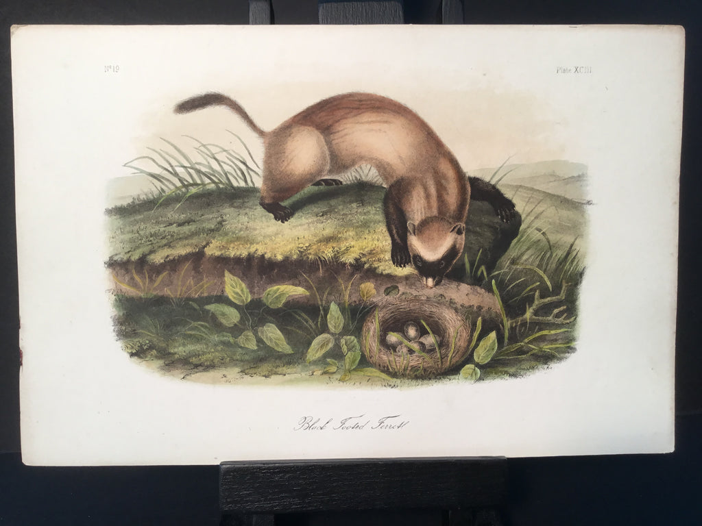 Lord-Hopkins Collection - Black Footed Ferret