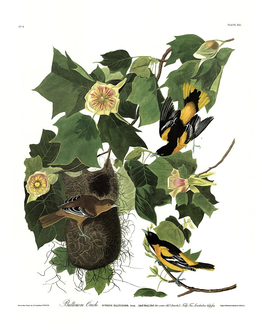 Special offer- Trimmed Baltimore Oriole for just $150