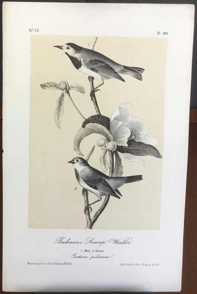 Audubon Octavo Bachman’s Swamp Warbler (2), plate 108, uncolored test sheet, darker tint, 7 x 11