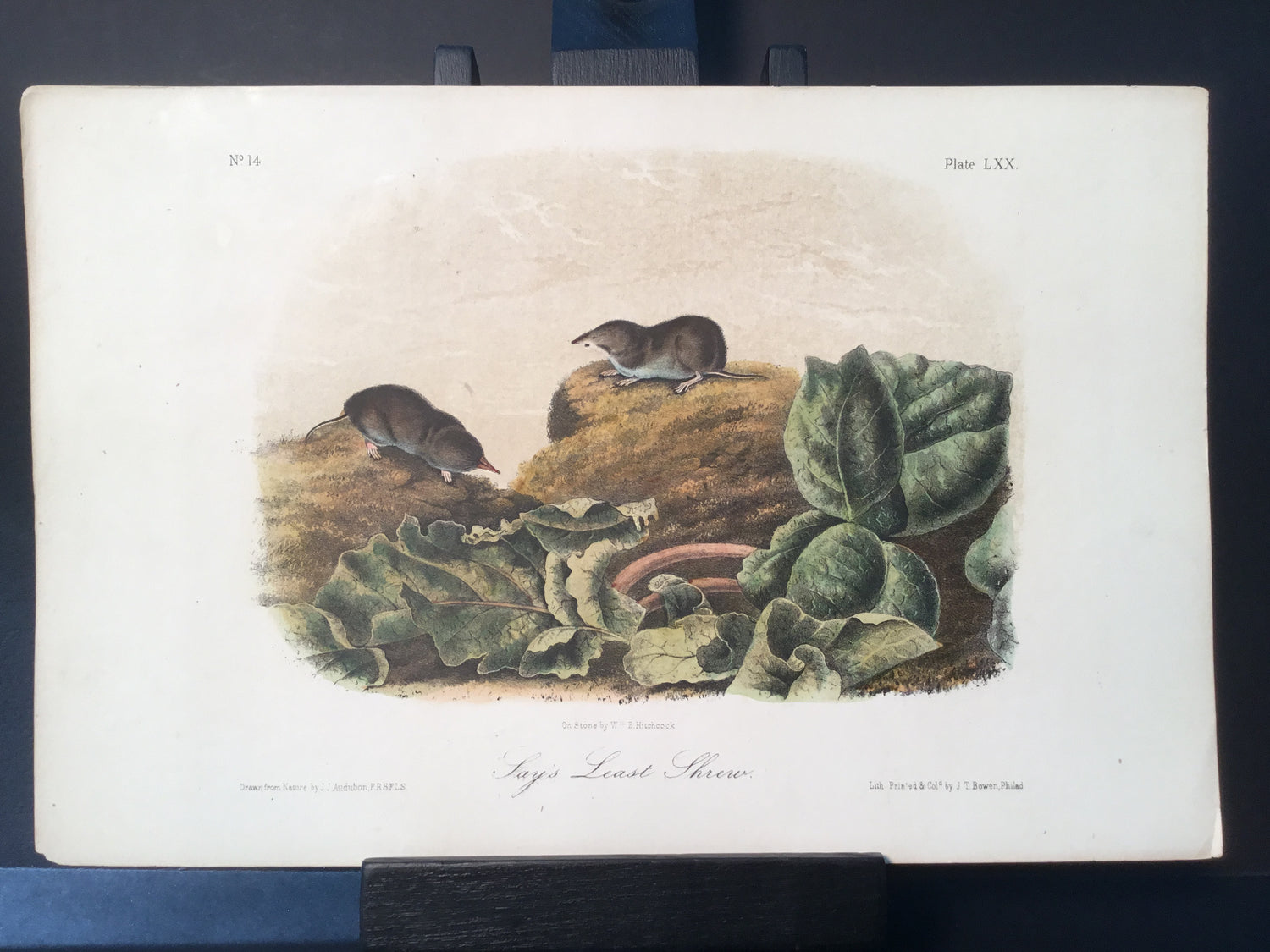 Lord-Hopkins Collection - Say’s Least Shrew